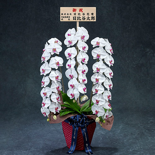 【2/1届け～】手渡し配達のﾌﾟﾚﾐｱﾑ胡蝶蘭(赤ﾘｯﾌﾟ)3本立ち