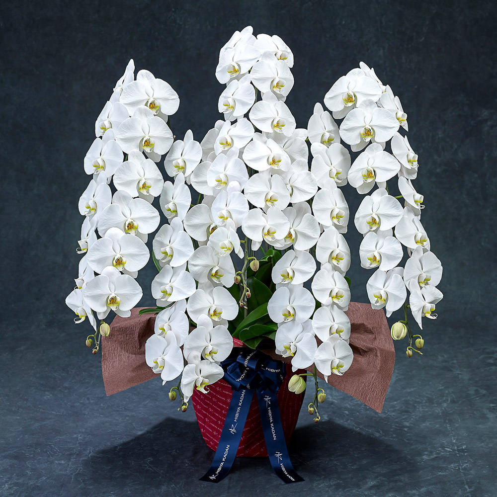 【2/1届け～】手渡し配達のﾌﾟﾚﾐｱﾑ胡蝶蘭(白)5本立ち