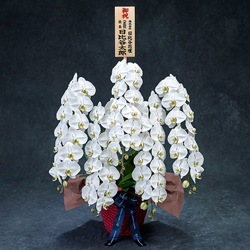 【2/1届け～】手渡し配達のﾌﾟﾚﾐｱﾑ胡蝶蘭(白)5本立ち