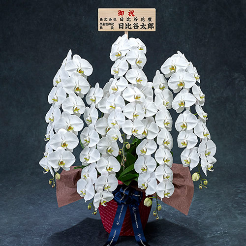 【2/1届け～】手渡し配達のﾌﾟﾚﾐｱﾑ胡蝶蘭(白)5本立ち