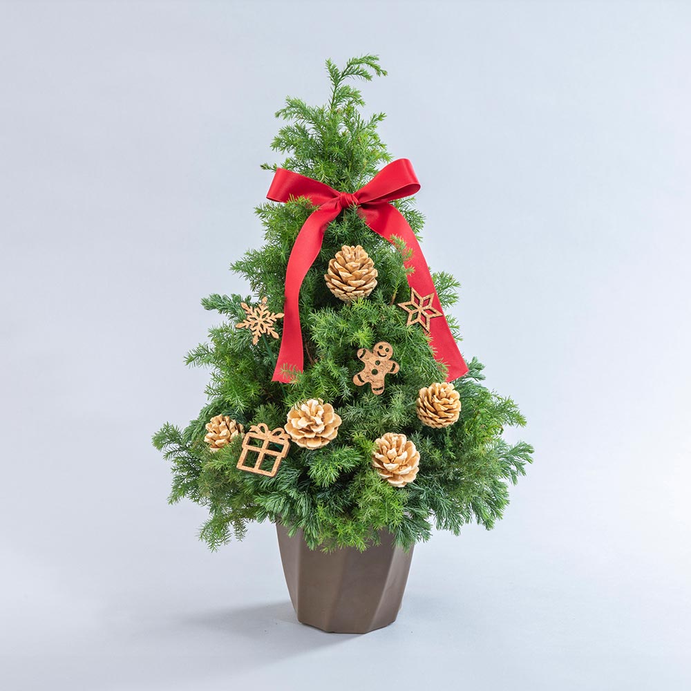 クリスマス フレッシュツリー「ノエル」
