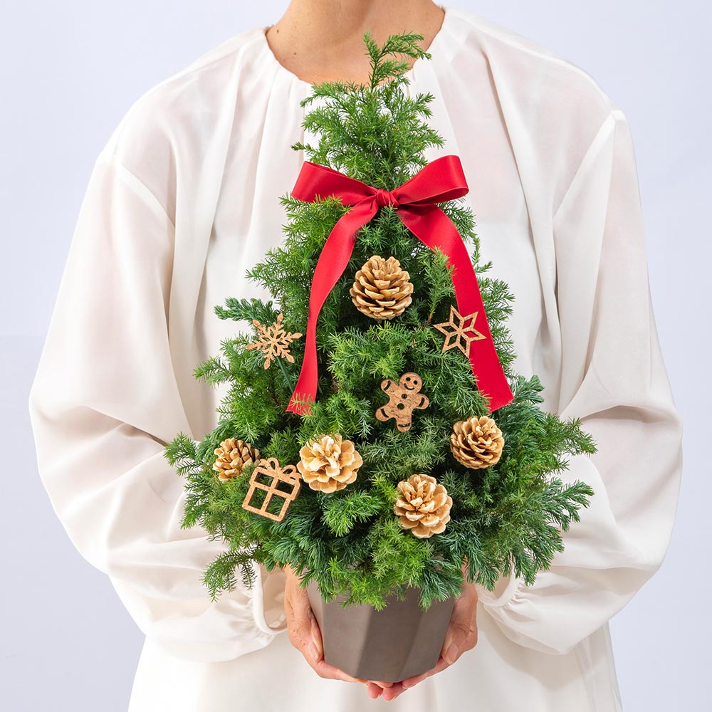 クリスマス フレッシュツリー「ノエル」