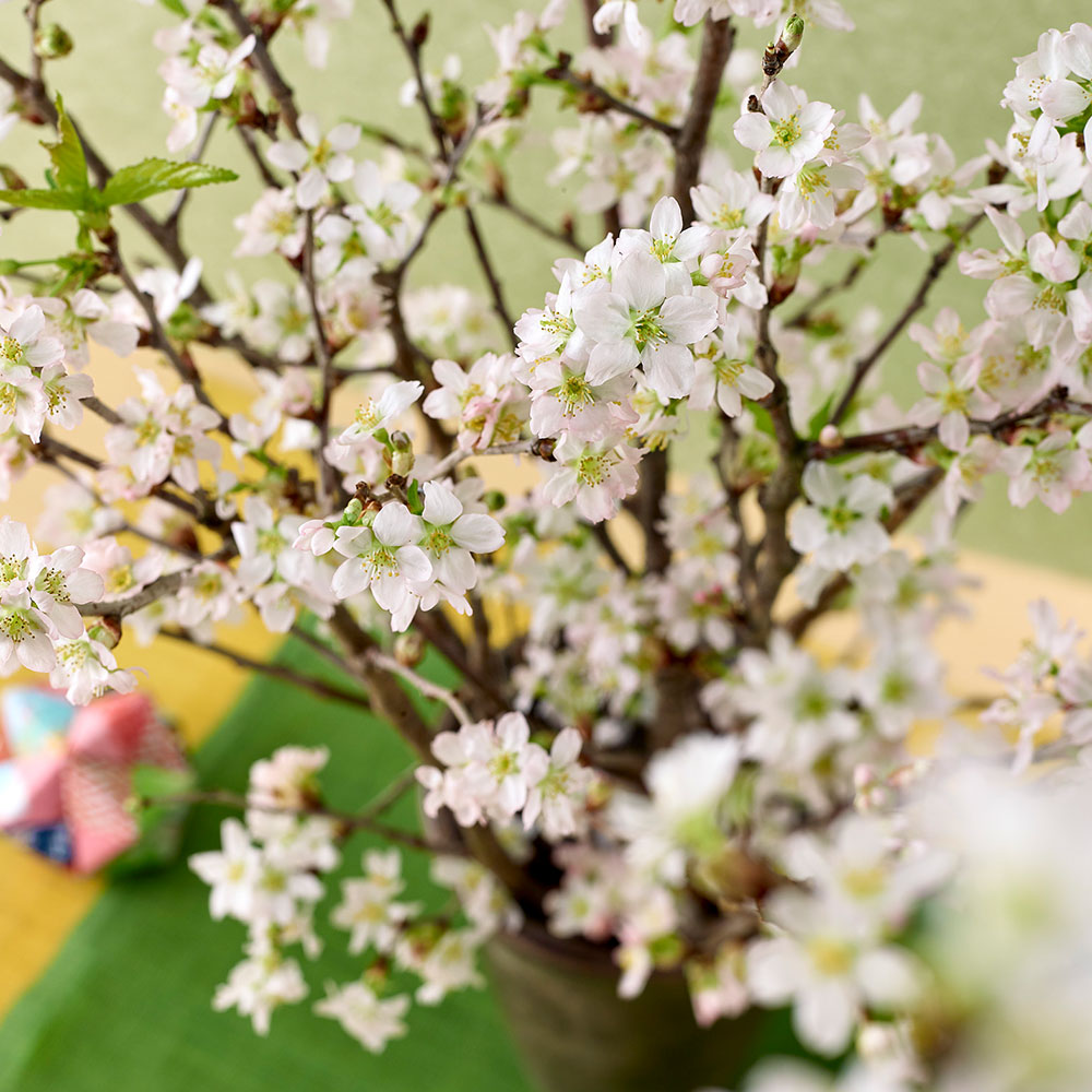 お正月 ボックスフラワー「啓翁桜」