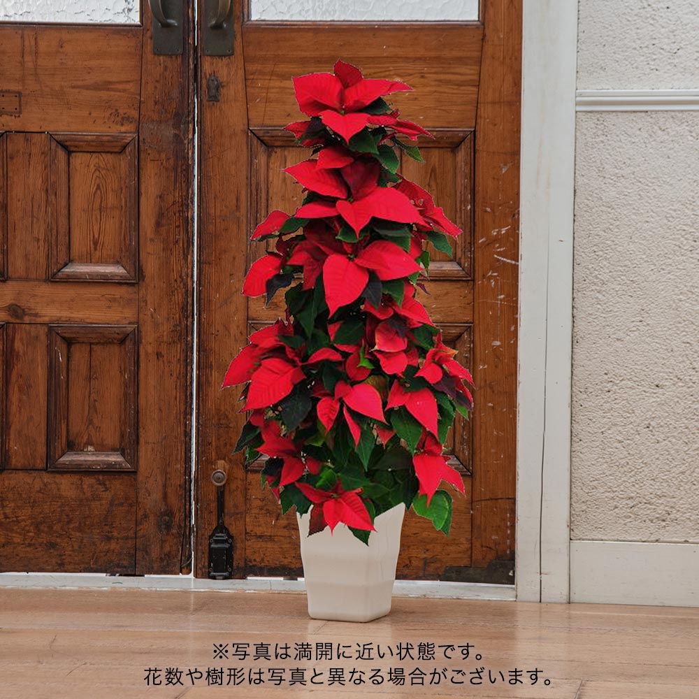 クリスマス ポインセチア タワー仕立て 7号