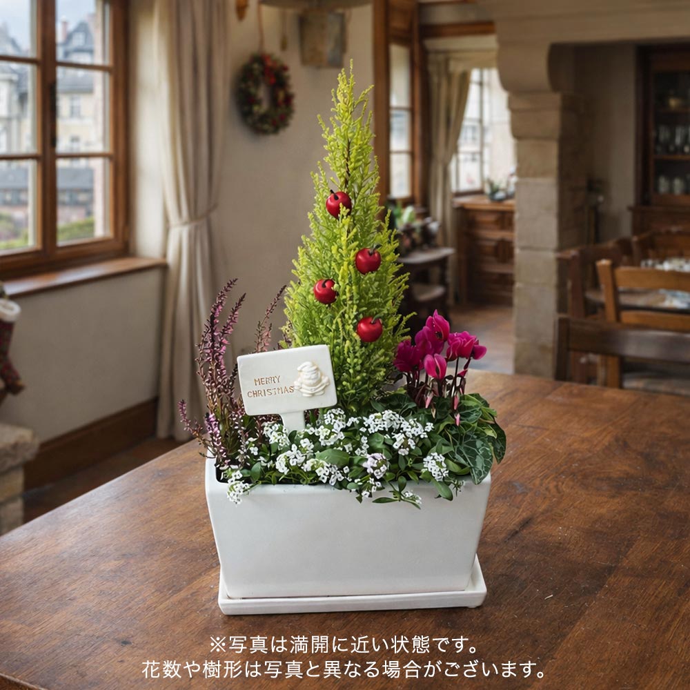クリスマス コンテナプランツ「クリスマスガーデン」
