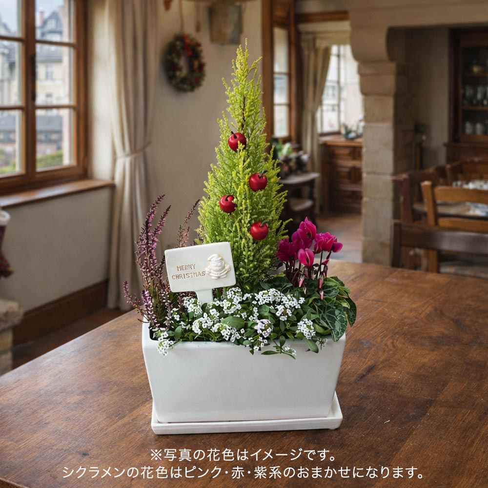 クリスマス コンテナプランツ「クリスマスガーデン」