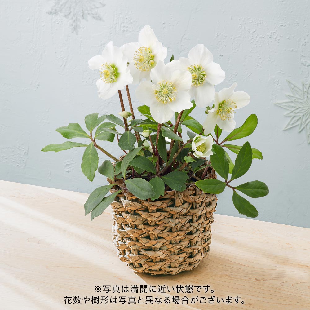 クリスマス クリスマスローズ「ニゲル」5号