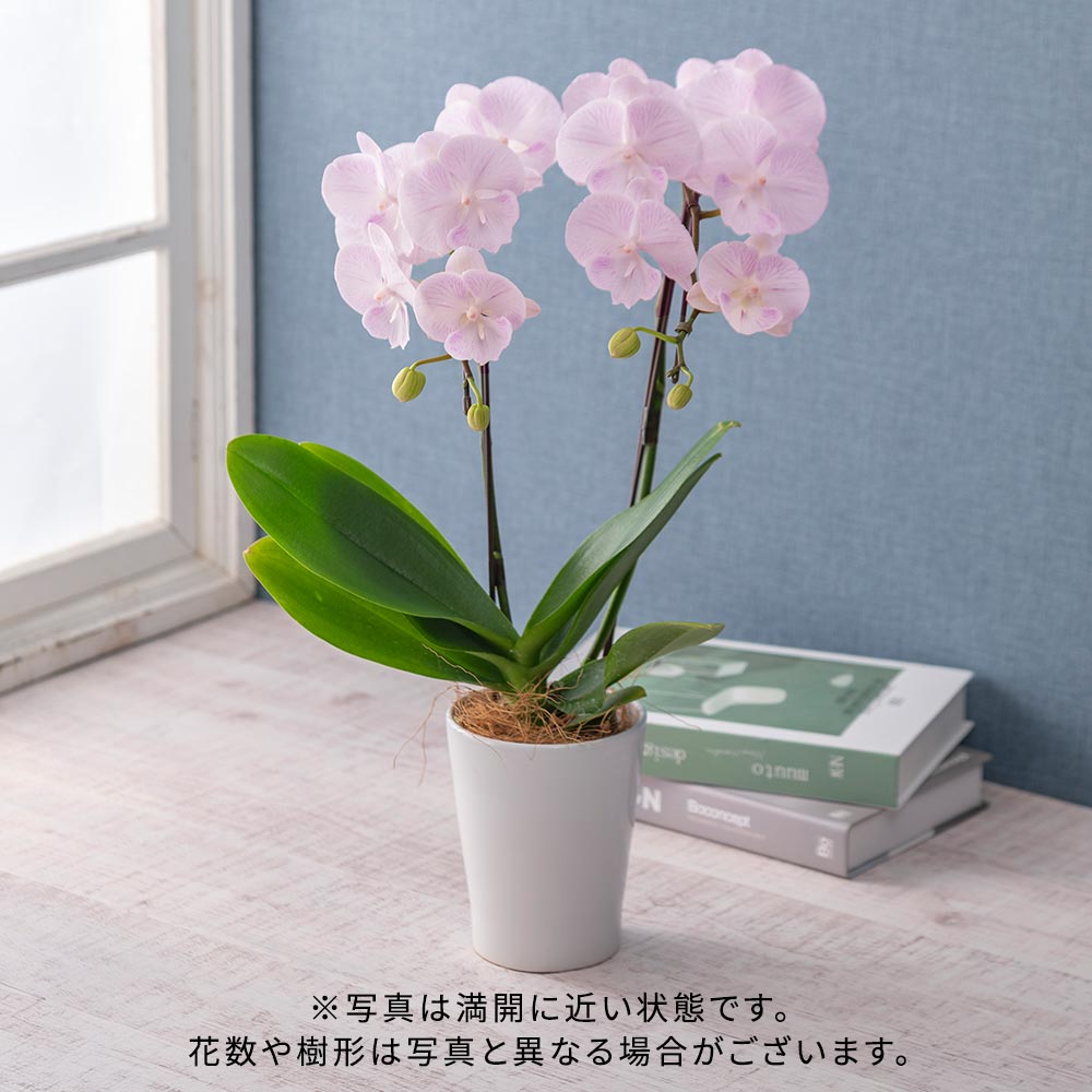 お歳暮 ミディ胡蝶蘭「天使のハゴロモ」（2本立ち）