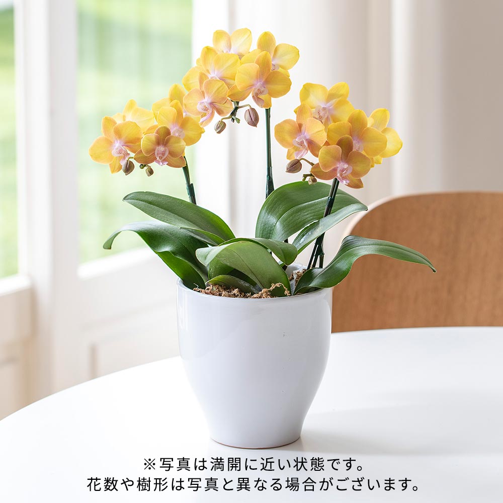 お歳暮 ミディ胡蝶蘭「メレン」（3本立ち）