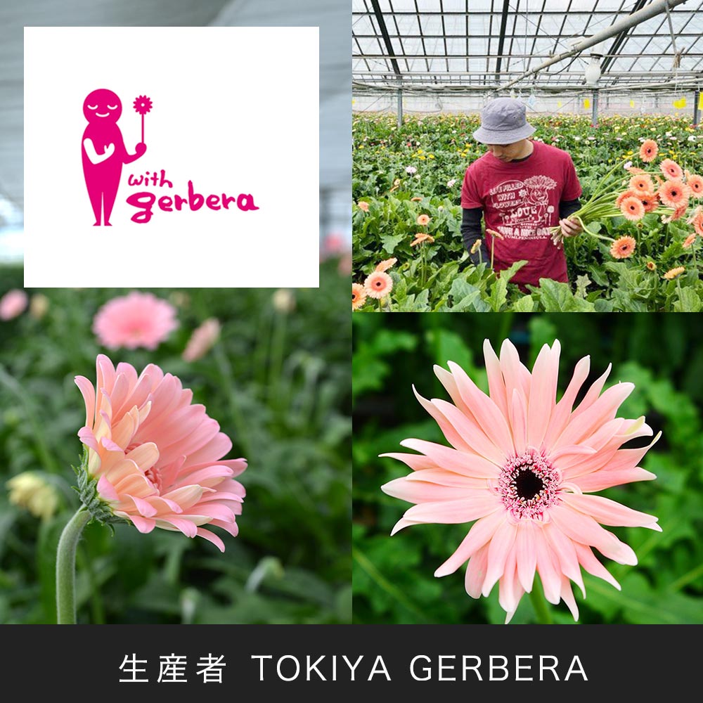 産地厳選「トキヤガーベラ（TOKIYA GERBERA）」のブーケ（ピンク系）