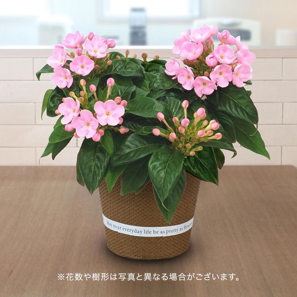 旬の鉢 におい桜　5号