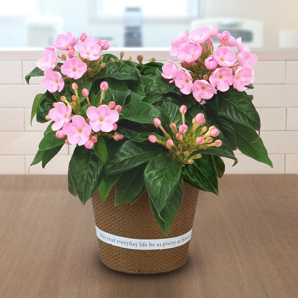 旬の鉢 におい桜　5号