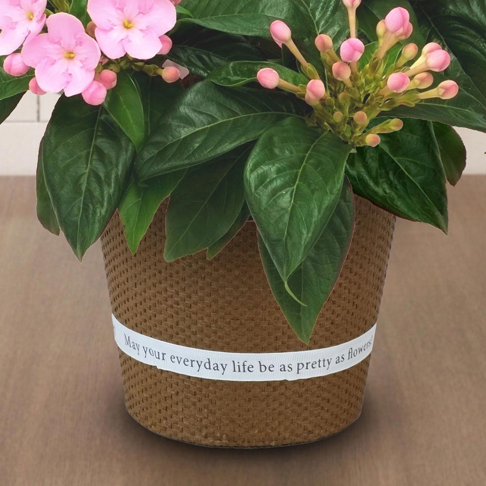 旬の鉢 におい桜　5号