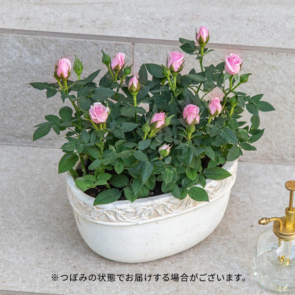 セントラルローズ「ミニバラ（ピンク）テラコッタガーデン」