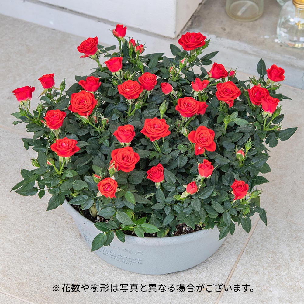 セントラルローズ「ミニバラ（レッド）コンテナガーデン」