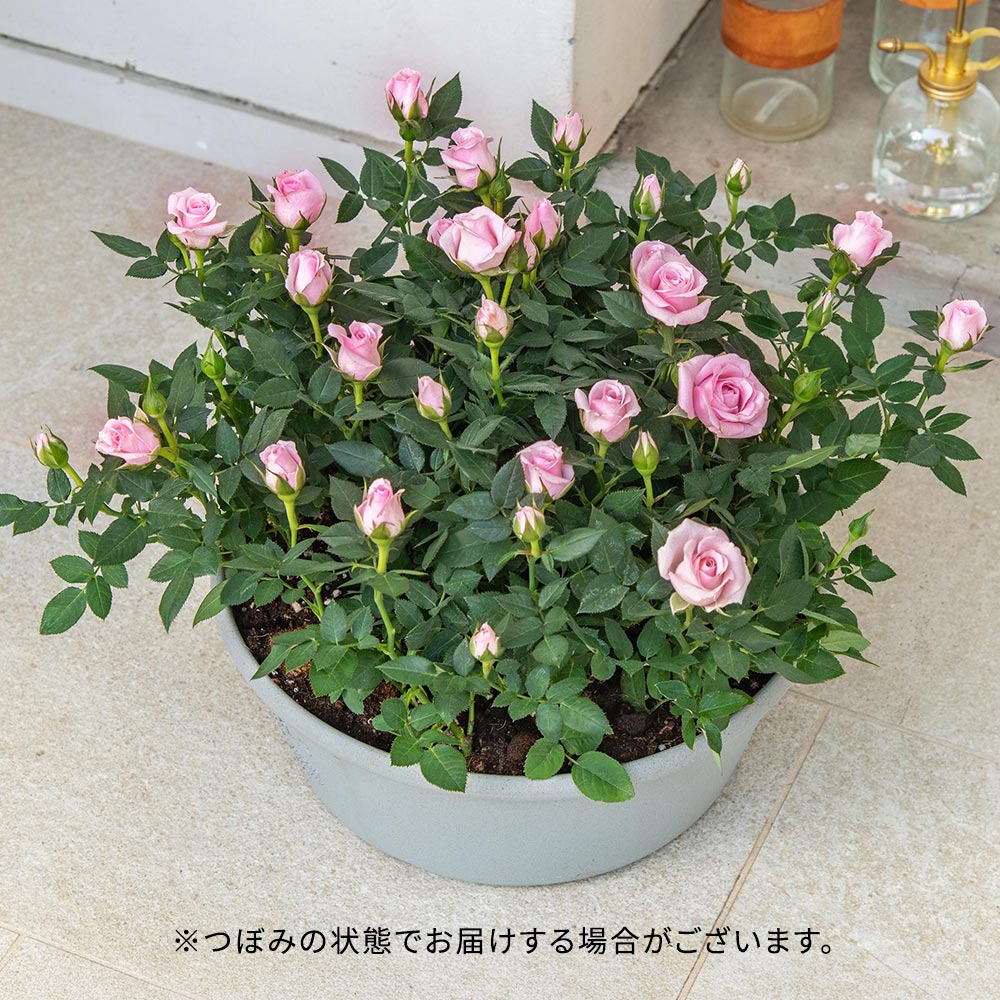 セントラルローズ「ミニバラ（ピンク）コンテナガーデン」