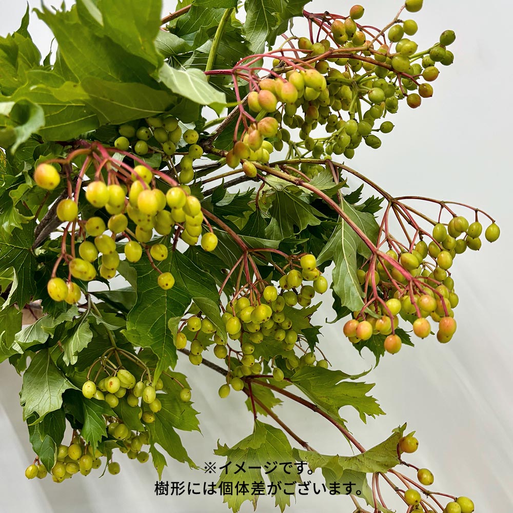 【8月8日~9日お届け】山形置賜のビバーナムコンパクタ