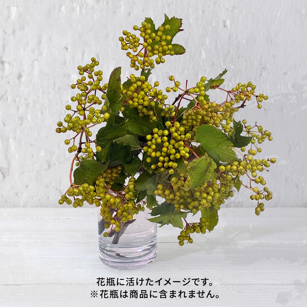 【8月8日~9日お届け】山形置賜のビバーナムコンパクタ