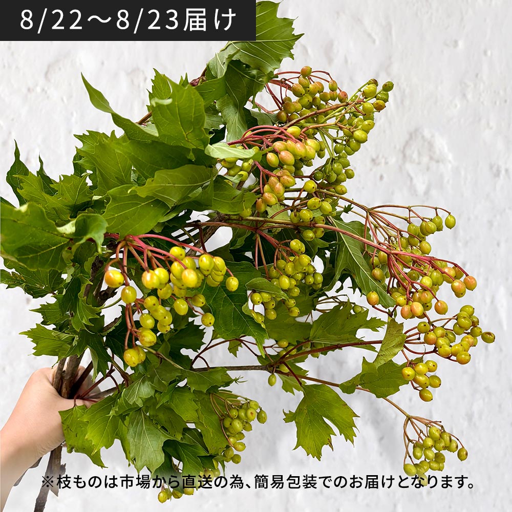 【8月22日~23日お届け】山形置賜のビバーナムコンパクタ
