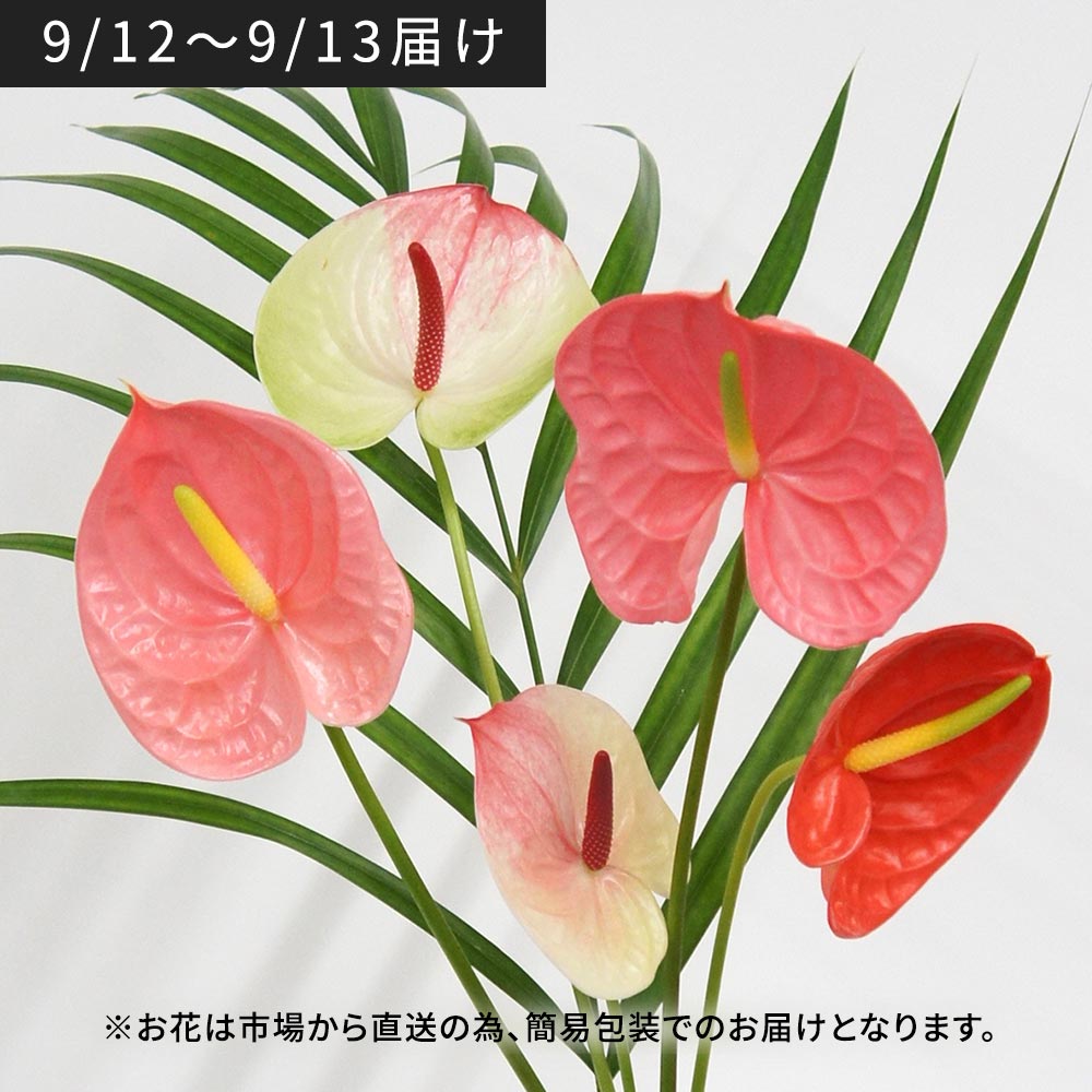 【9月12日~13日お届け】福島県川俣町産　サステナブルなアンスリウム