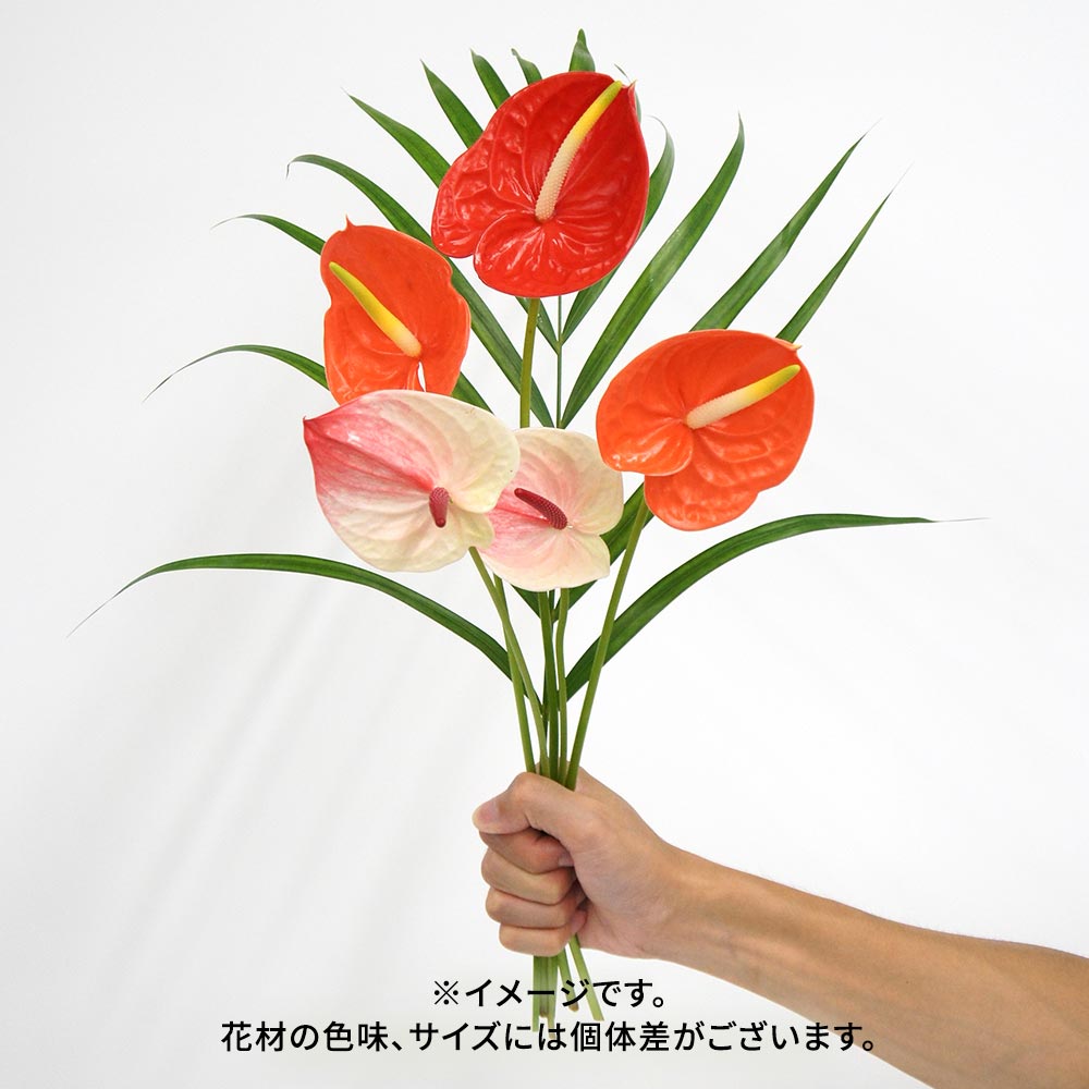 【9月12日~13日お届け】福島県川俣町産　サステナブルなアンスリウム
