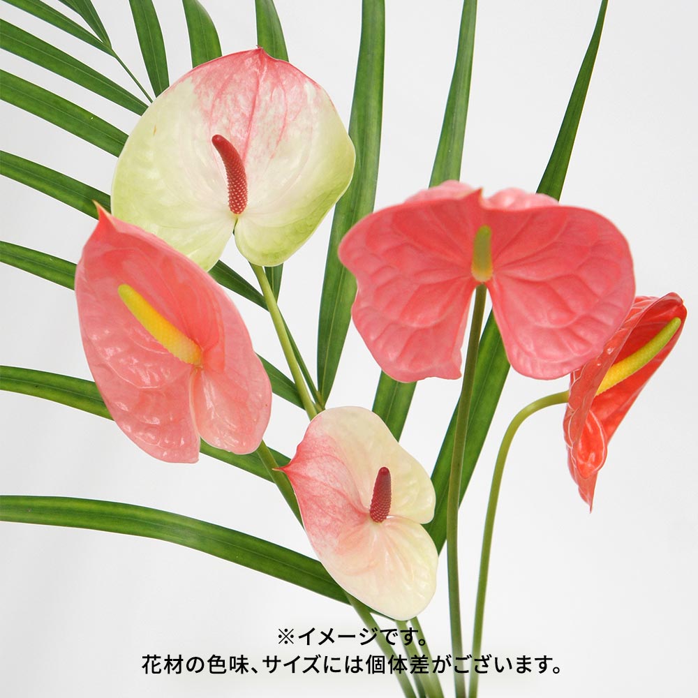 【9月12日~13日お届け】福島県川俣町産　サステナブルなアンスリウム