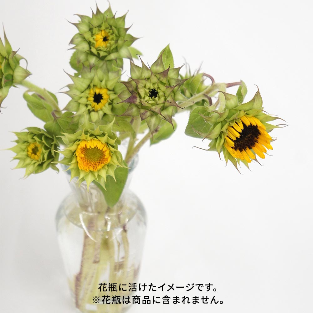 【9月26日~27日お届け】北海道留萌産 ガクを楽しむひまわりと季節の花