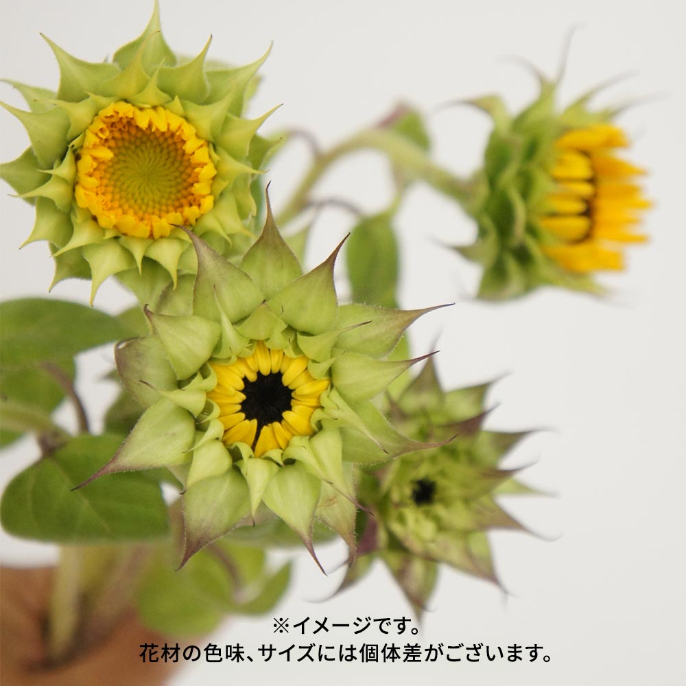【9月26日~27日お届け】北海道留萌産 ガクを楽しむひまわりと季節の花