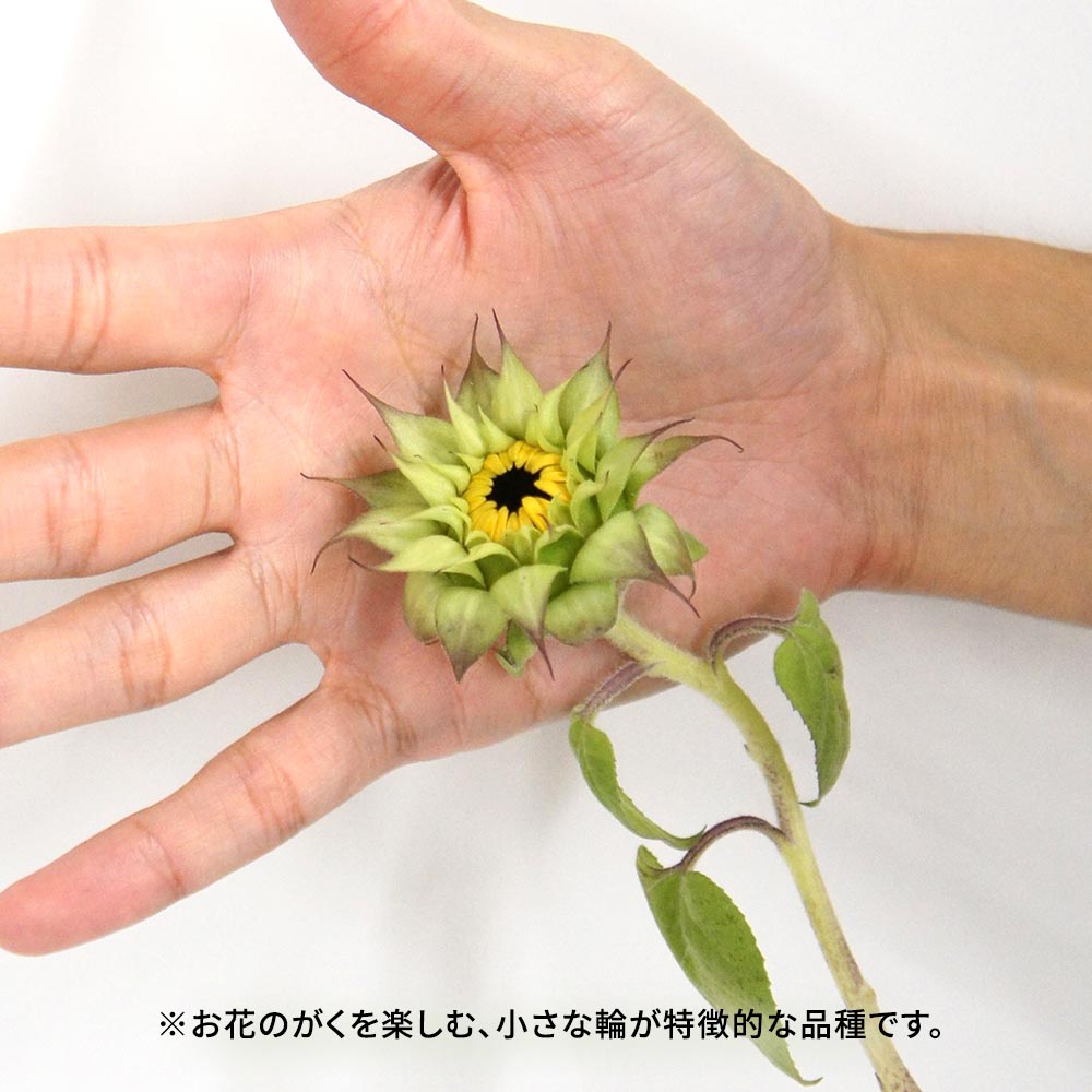 【9月26日~27日お届け】北海道留萌産 ガクを楽しむひまわりと季節の花