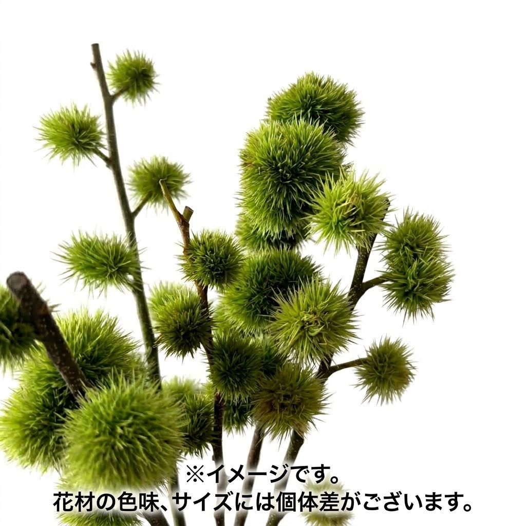 【10月9日お届け】茨城県常陸大宮産の栗