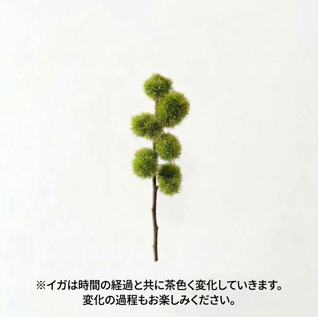 【10月9日お届け】茨城県常陸大宮産の栗