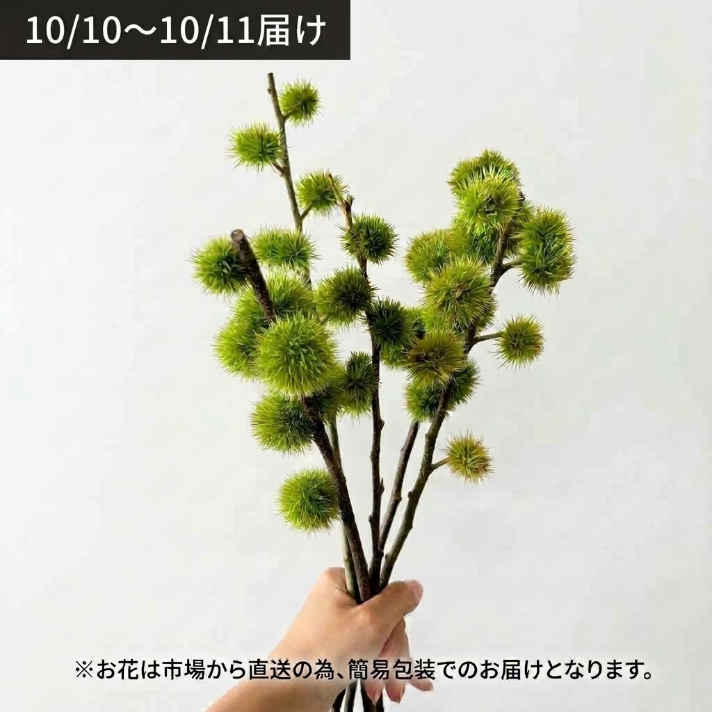 【10月10日～11日お届け】茨城県常陸大宮産の栗