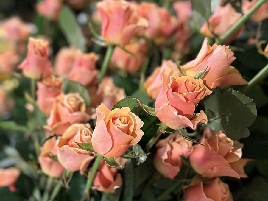 自宅で楽しむコラム「FLOWER STORY」バラ／アキバナーセリー（山形県）｜フラワーギフト通販