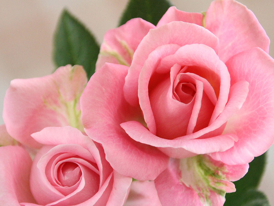 自宅で楽しむコラム「FLOWER STORY」ミニバラ／セントラルローズ（岐阜県）｜フラワーギフト通販