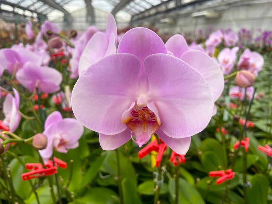 自宅で楽しむコラム「FLOWER STORY」胡蝶蘭／日野洋蘭園（鹿児島県）｜フラワーギフト通販