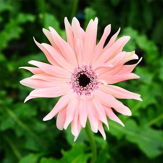 自宅で楽しむコラム「FLOWER STORY」ガーベラ／TOKIYA GERBERA（愛知県）