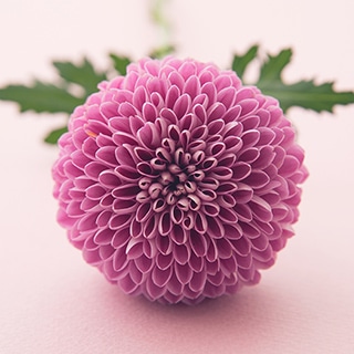 菊（キク）