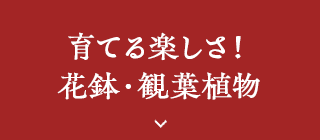 育てる楽しさ！花鉢・観葉植物