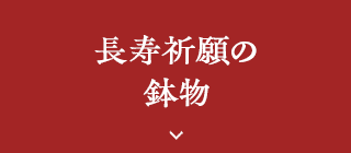 長寿祈願の鉢物