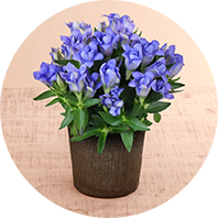 花鉢