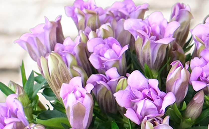 リンドウ(竜胆)