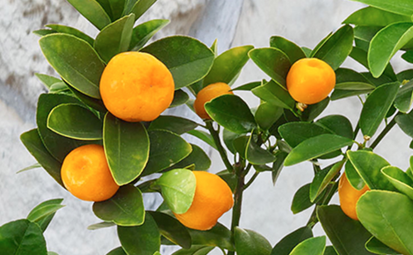 キンカン「福寿金柑」