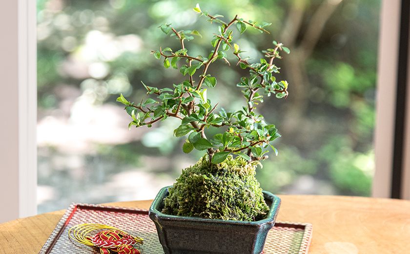 木瓜「紅白長寿梅」