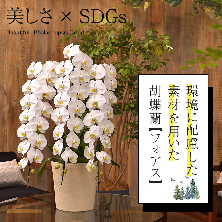 胡蝶蘭フォアス