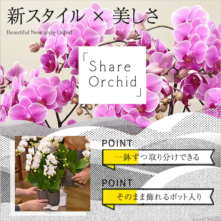 シェアオーキッド