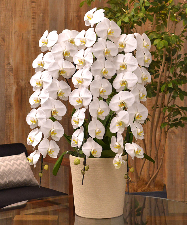 胡蝶蘭 フォアス