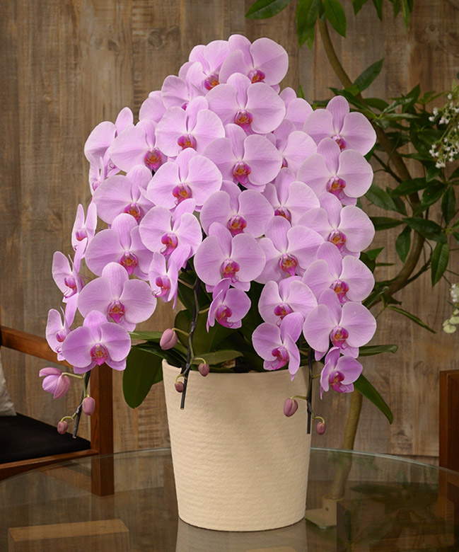 胡蝶蘭 フォアス