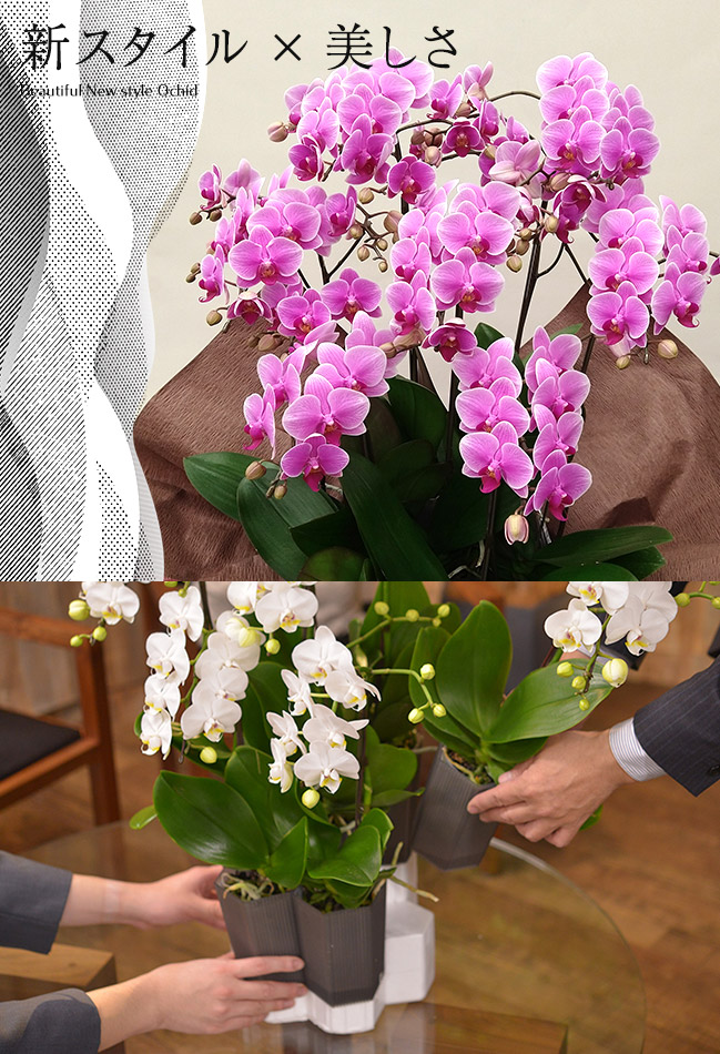 シェアオーキッド