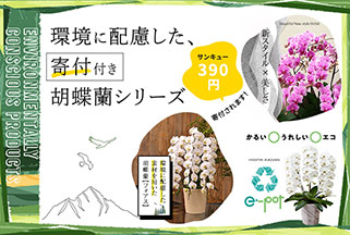 寄付付き胡蝶蘭