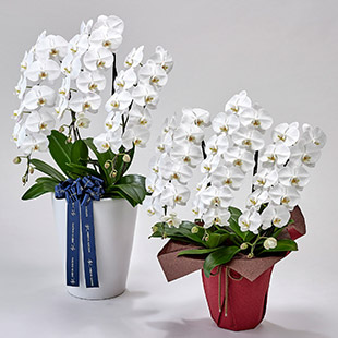 Standard 高級感のある胡蝶蘭